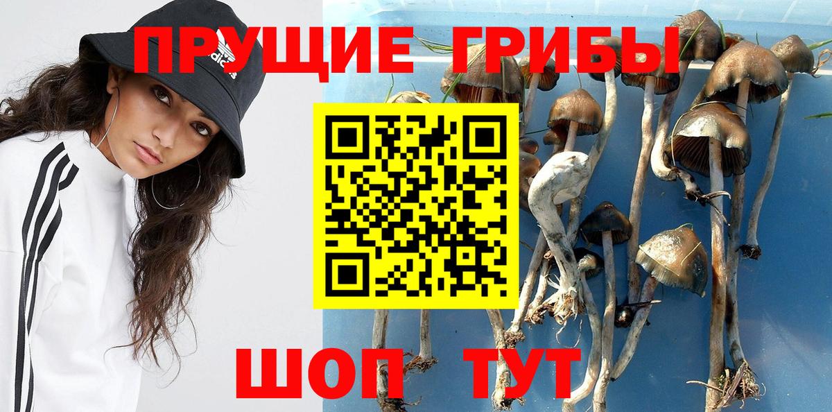 Галлюциногенные грибы Cubensis Александров
